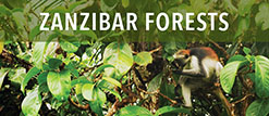 Zanzibar/ Forests