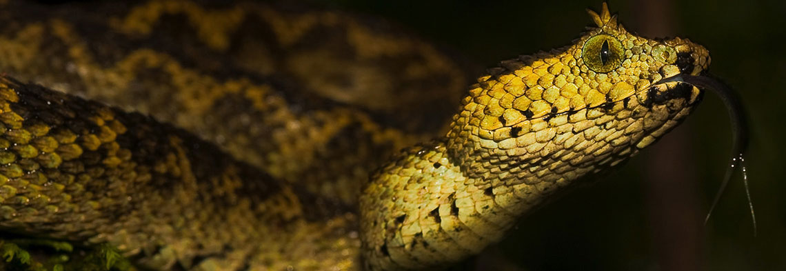 Tanzania Program > Species > Matilda's/ Horned Viper