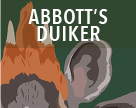 Abbott's/ Duiker